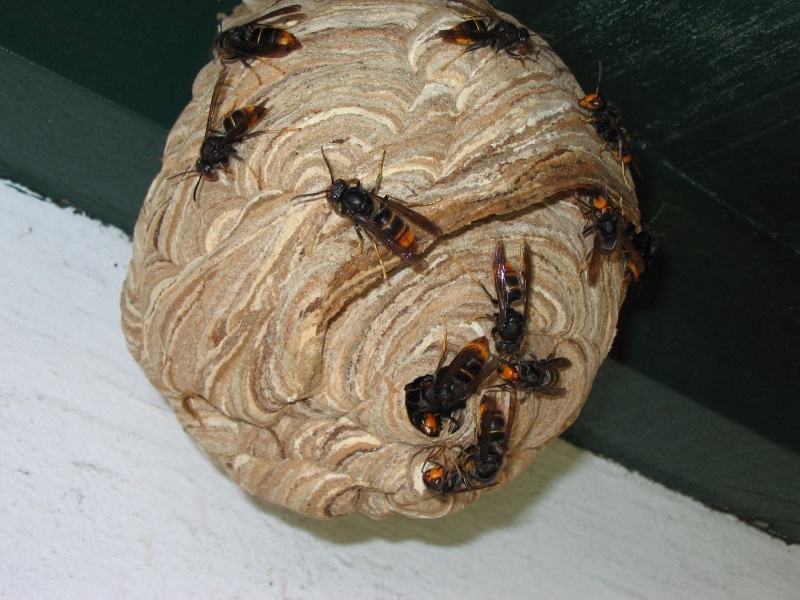 favo nido vespa velutina calabrone killer