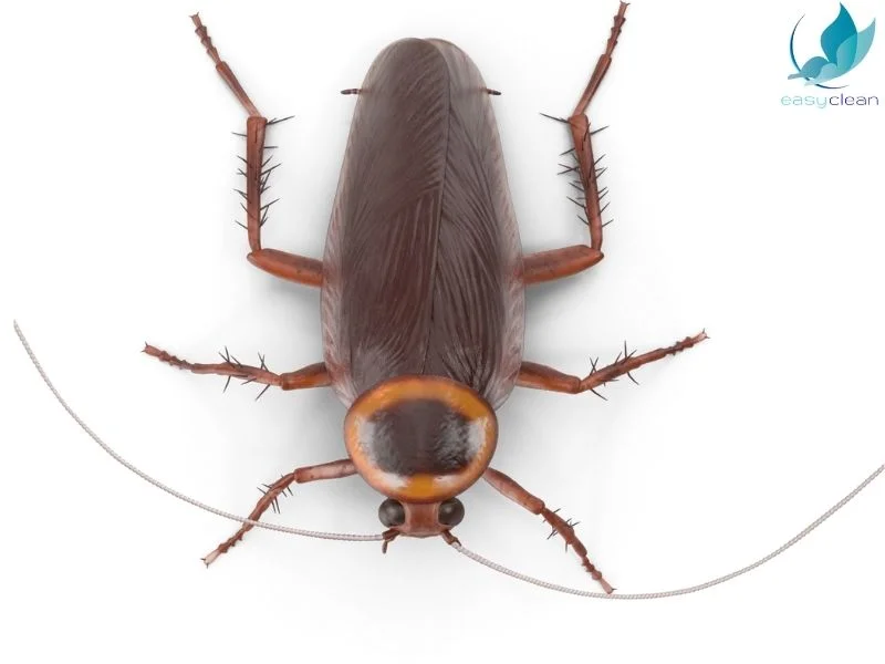 3 semplici modi per liberarsi degli scarafaggi in casa