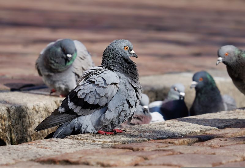 Come allontanare i piccioni in modo efficace ed innocuo? C'è un