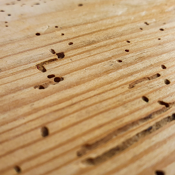 disinfestazione-tarli-easyclean-roma-1