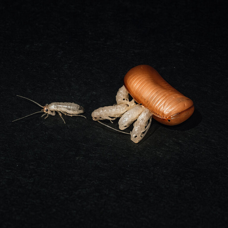 Ooteche che si schiudono